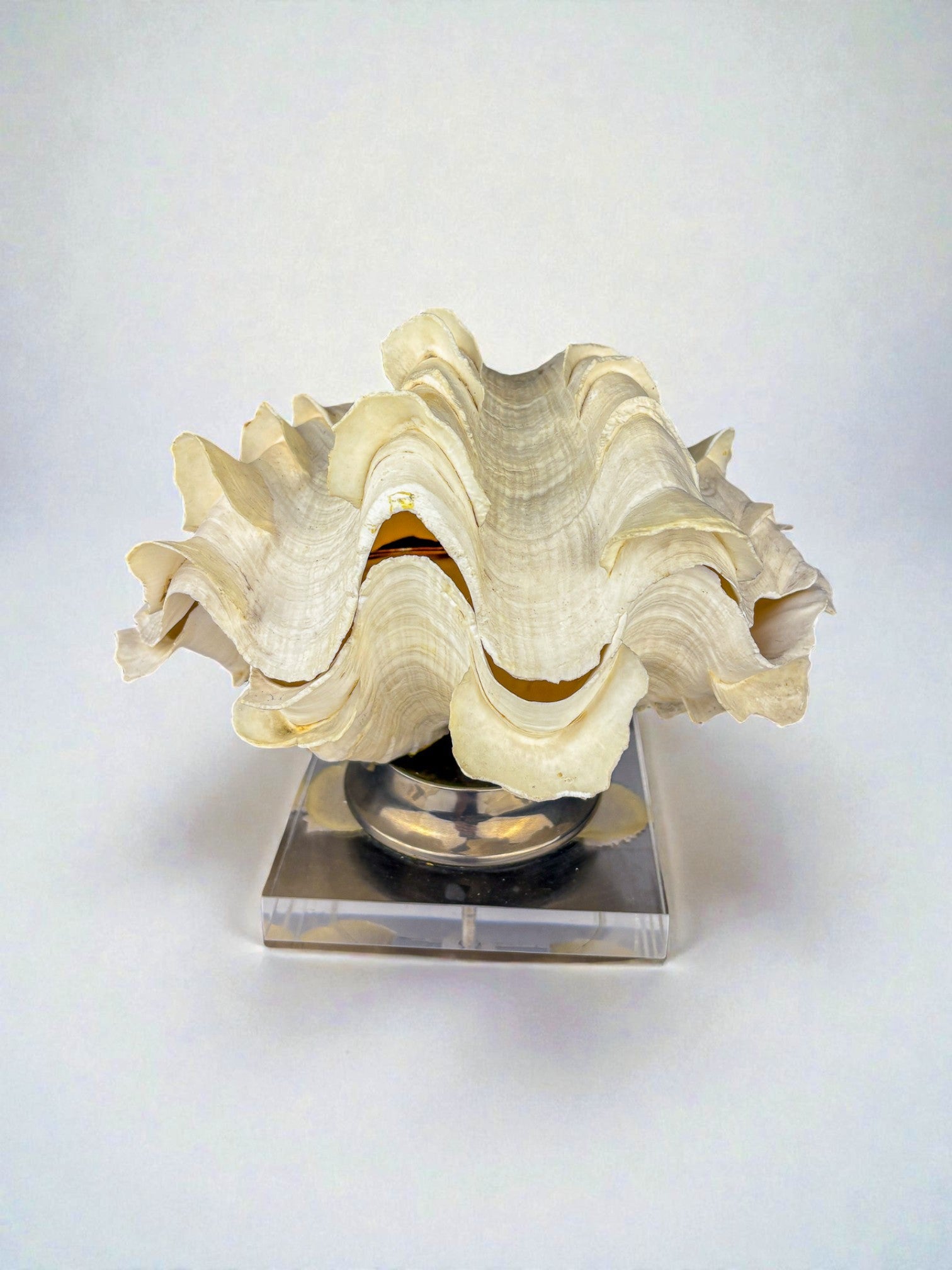 Large Tridacna Shell and lucite base vanity box, Spain, 1980's