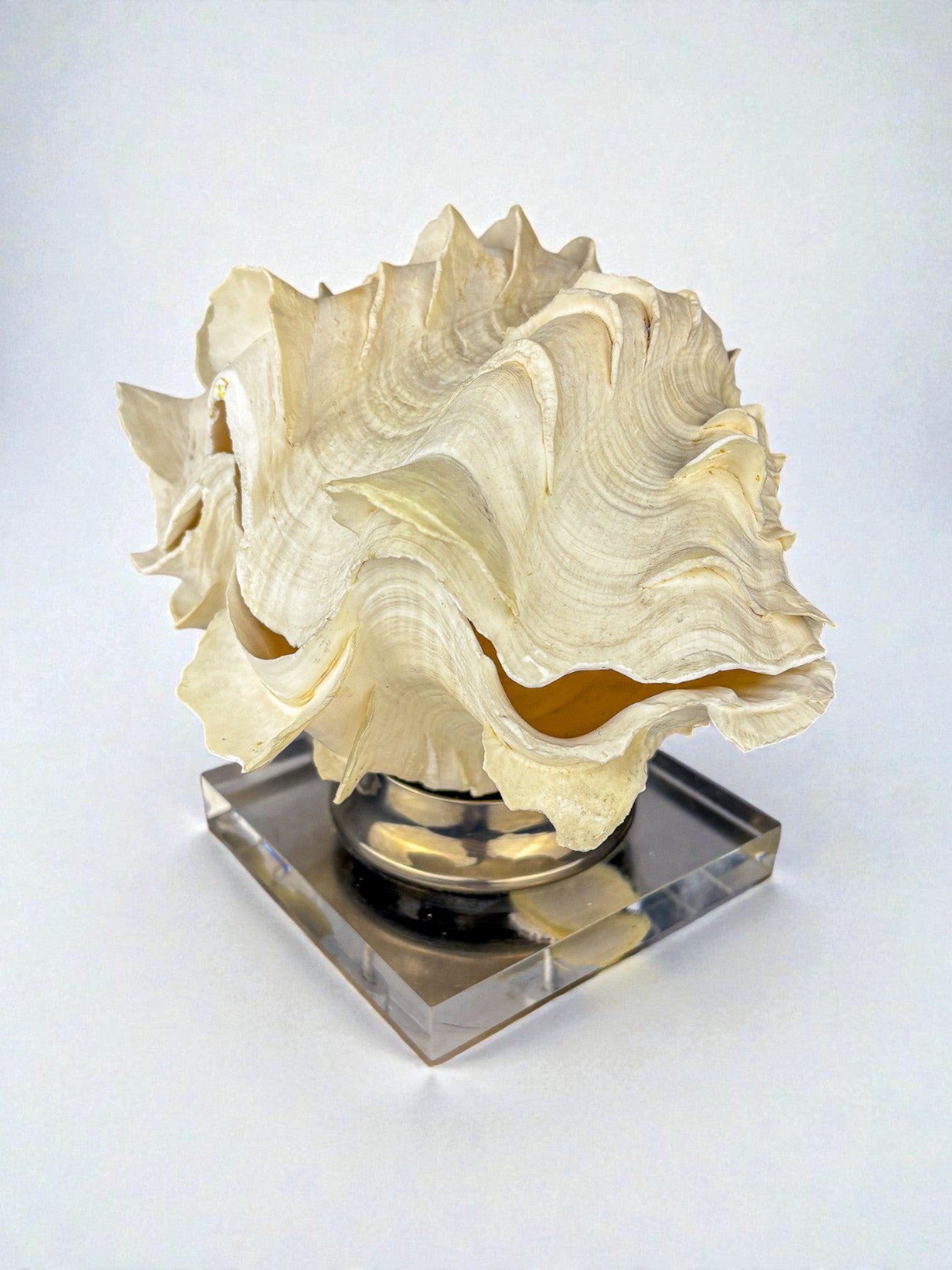 Large Tridacna Shell and lucite base vanity box, Spain, 1980's