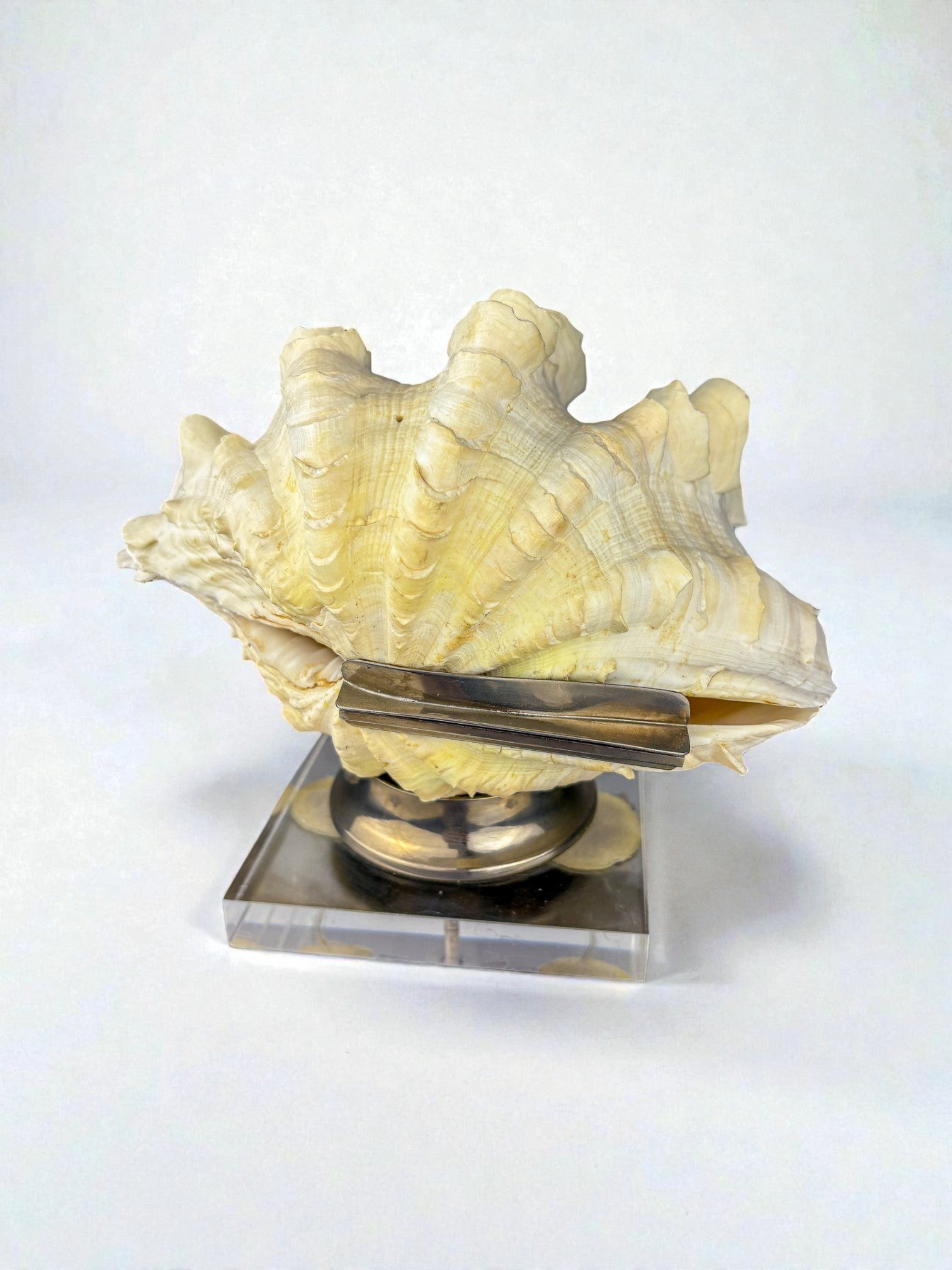 Large Tridacna Shell and lucite base vanity box, Spain, 1980's