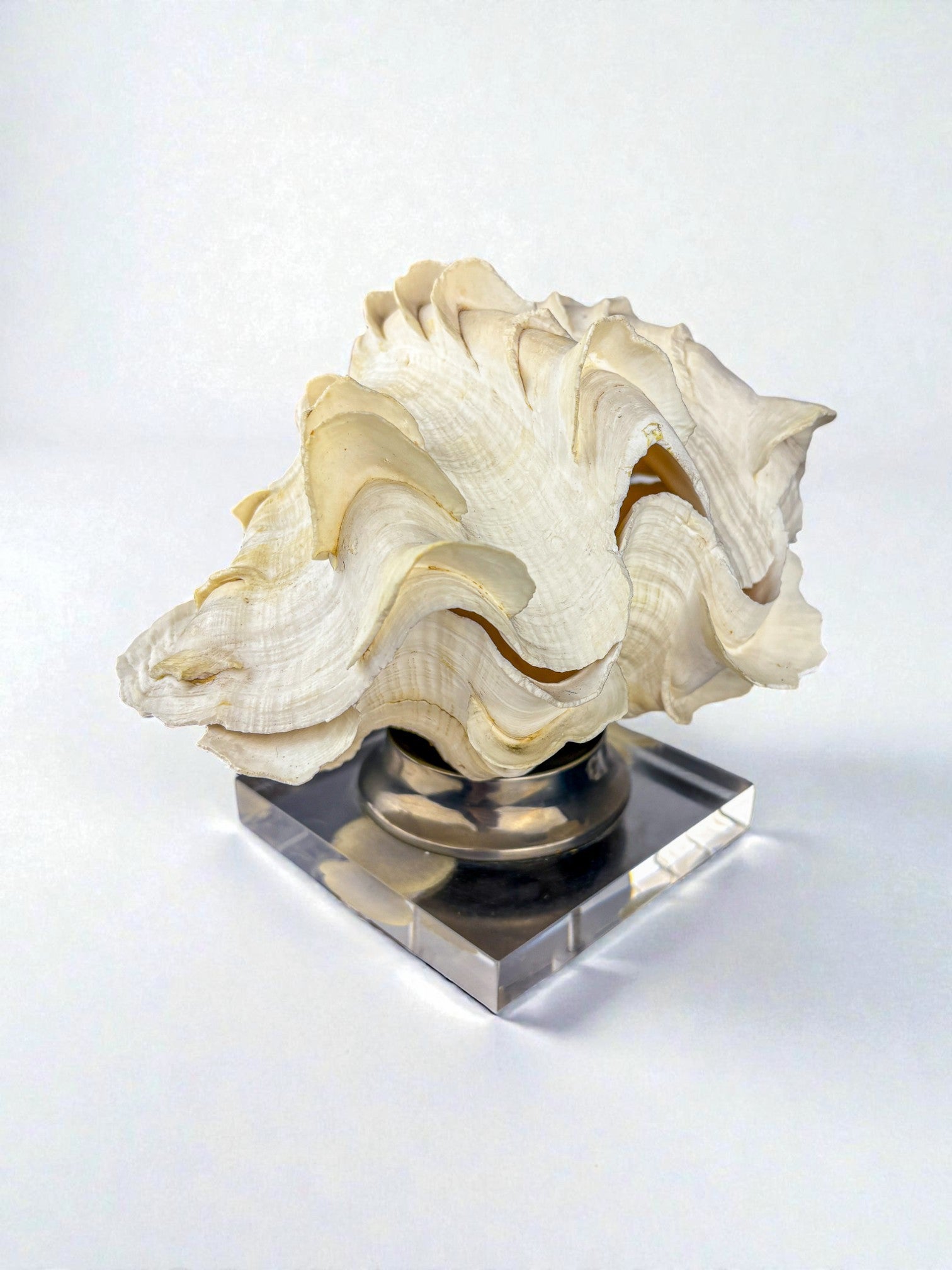 Large Tridacna Shell and lucite base vanity box, Spain, 1980's