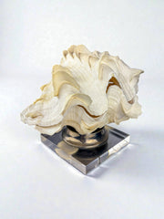Large Tridacna Shell and lucite base vanity box, Spain, 1980's