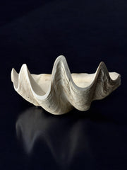 XL shell vide-poche in plaster, Italy, 1970