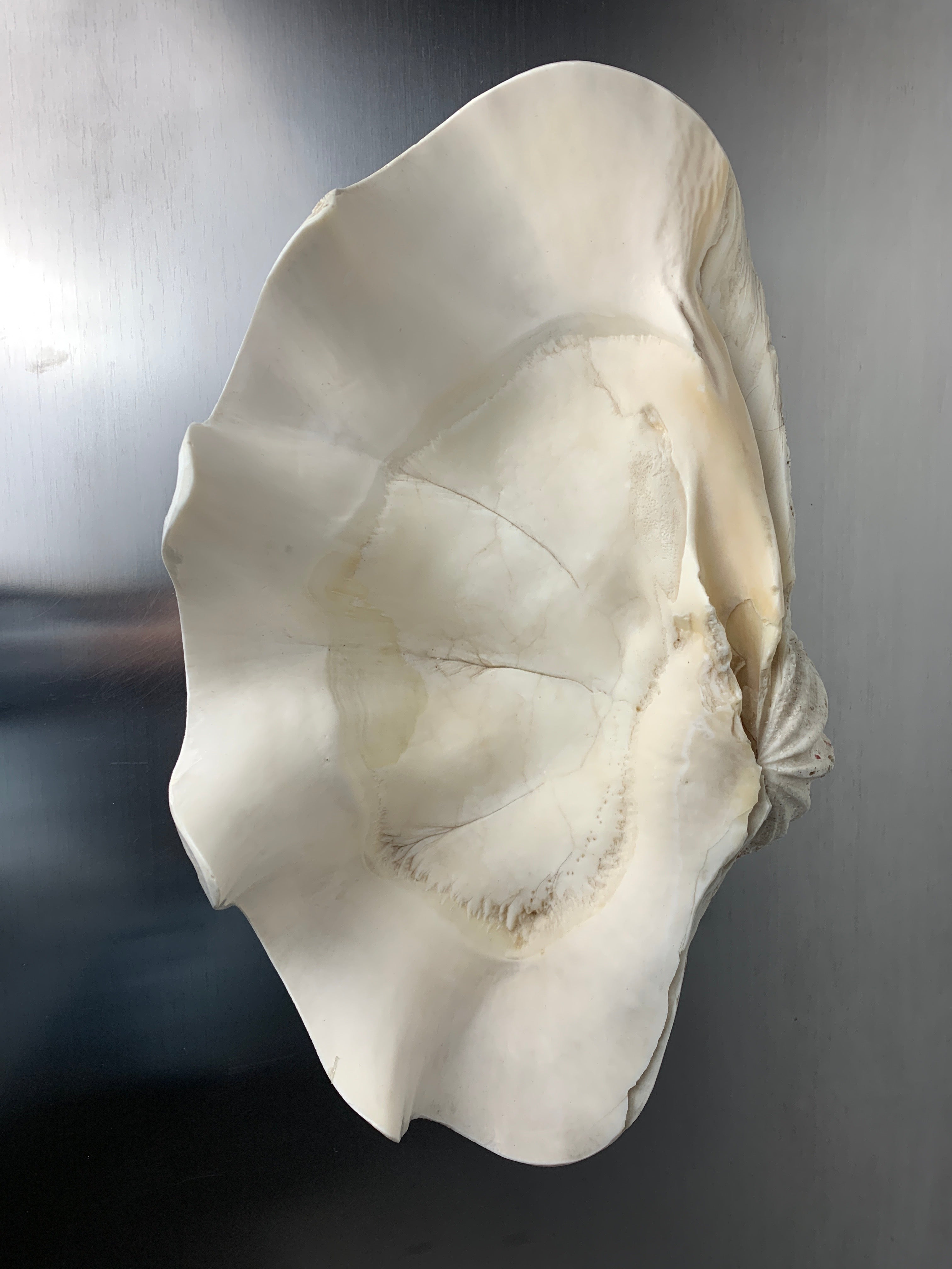 XL shell vide-poche in plaster, Italy, 1970