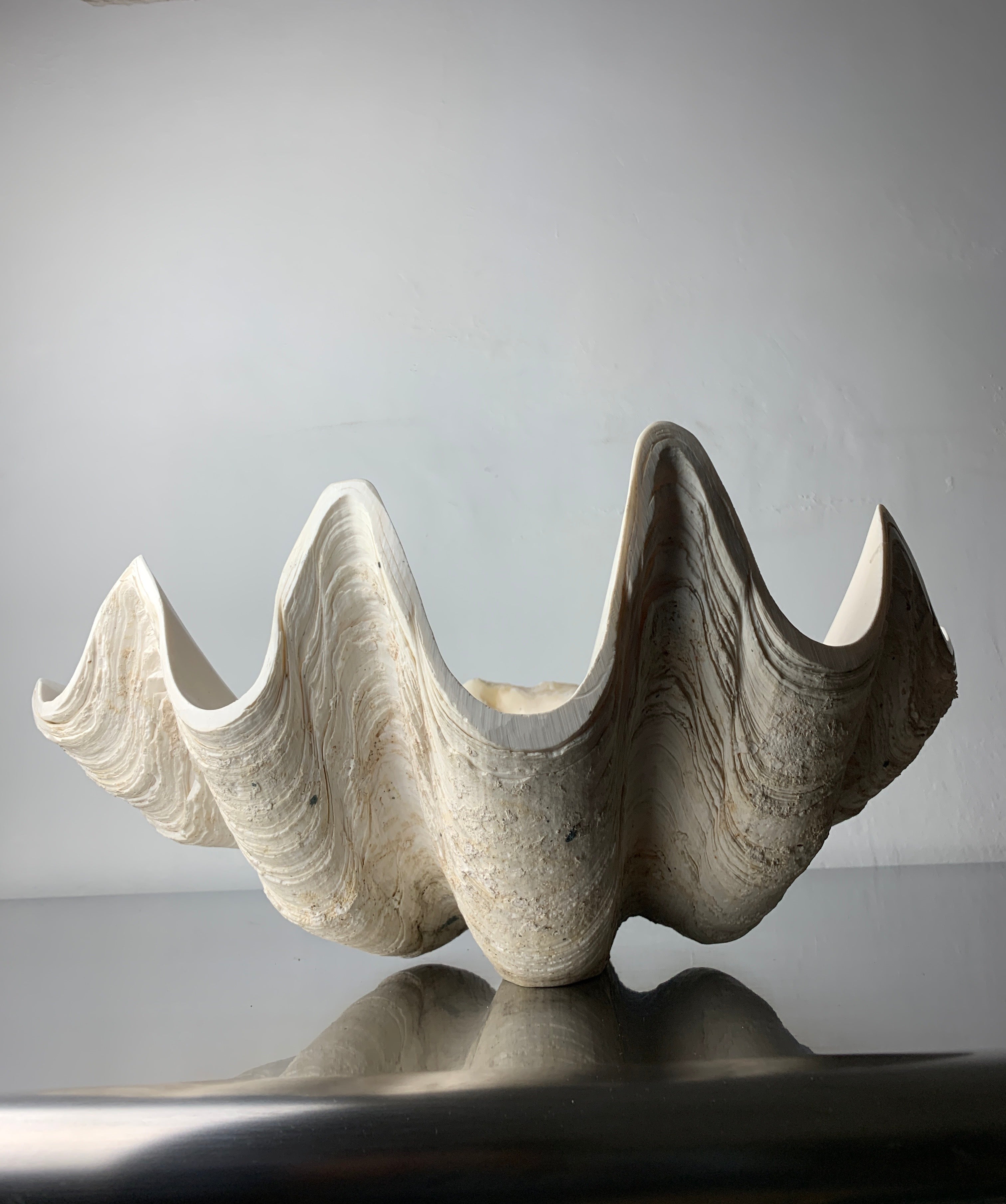 XL shell vide-poche in plaster, Italy, 1970